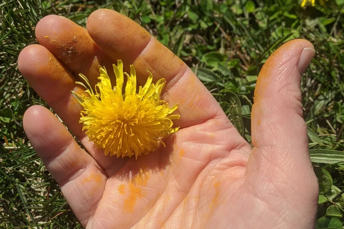 dandelion-flowers dandelion-flowers