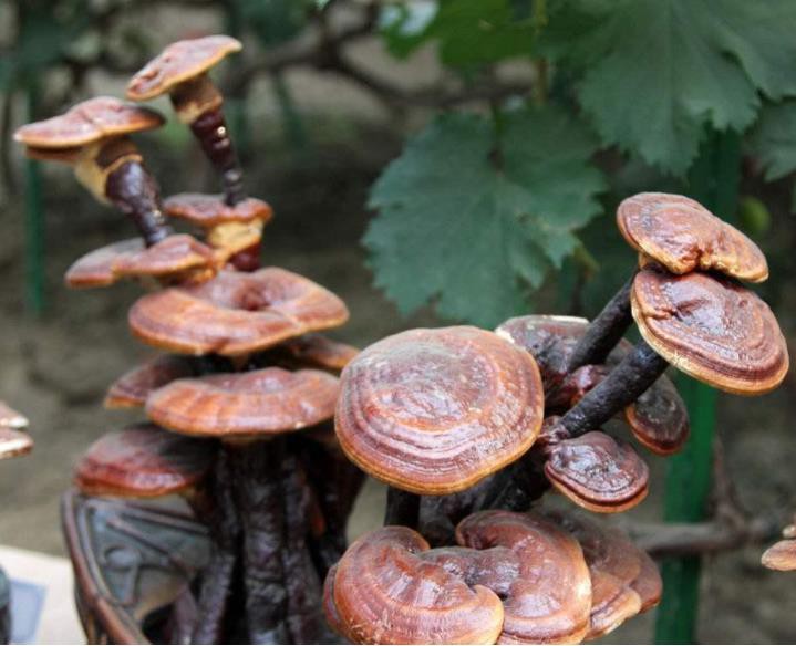 reishi extract reishi extract