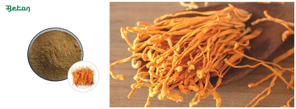 Organic Cordyceps Sinensis Extract