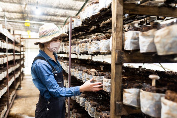 Shiitake Mushroom Shiitake Mushroom